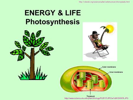 ENERGY & LIFE Photosynthesis