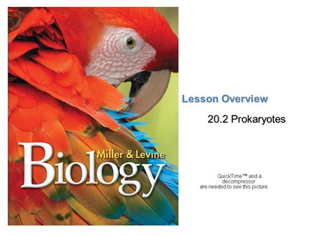 Lesson Overview 20.2 Prokaryotes.