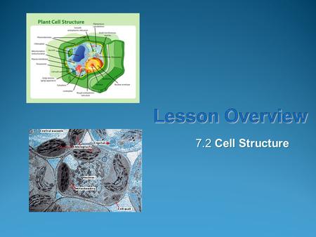 Lesson Overview 7.2 Cell Structure.