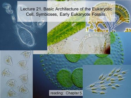 Lecture 21. Basic Architecture of the Eukaryotic Cell, Symbioses, Early Eukaryote Fossils. reading: Chapter 5.
