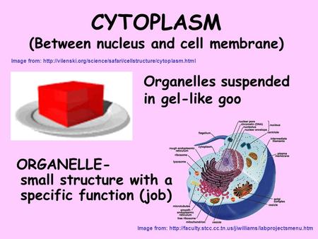 CYTOPLASM (Between nucleus and cell membrane)