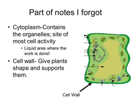 Part of notes I forgot Cytoplasm-Contains the organelles; site of most cell activity Liquid area where the work is done! Cell wall- Give plants shape and.