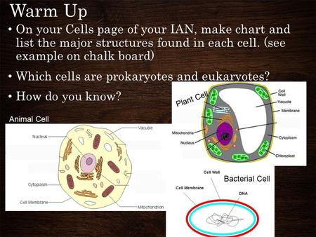 Warm Up On your Cells page of your IAN, make chart and list the major structures found in each cell. (see example on chalk board) Which cells are prokaryotes.