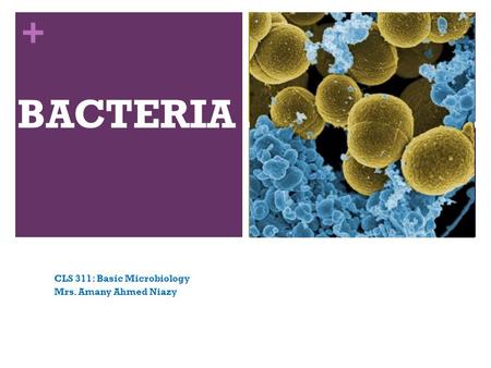 + BACTERIA CLS 311: Basic Microbiology Mrs. Amany Ahmed Niazy.