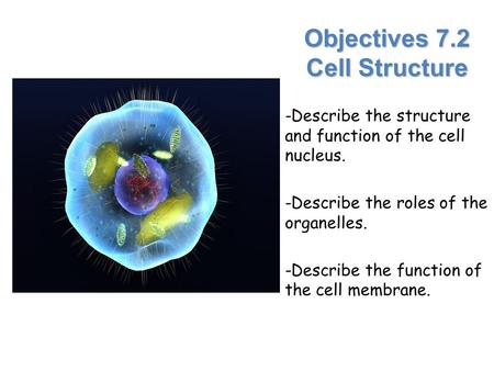 Objectives 7.2 Cell Structure