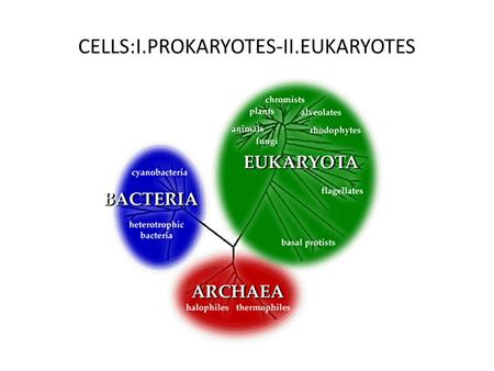 CELLS:I.PROKARYOTES-II.EUKARYOTES. I.PROKARYOTES BACTERIA-ARCHAEA 1.Bacteria are one of those and they are a tremendous ubiquity. The are everywhere…