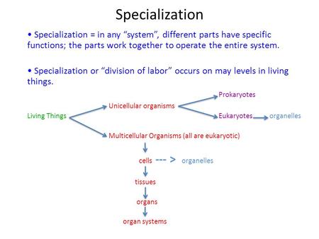 Specialization Specialization = in any “system”, different parts have specific functions; the parts work together to operate the entire system. Specialization.