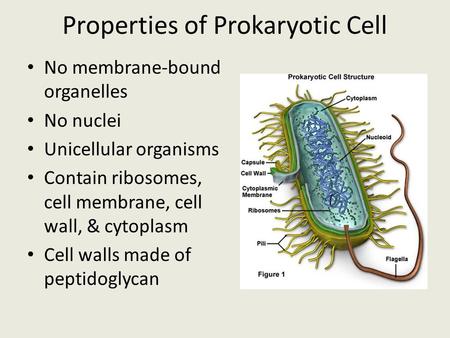 Properties of Prokaryotic Cell