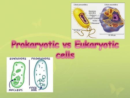 Prokaryotes are unicellular organisms, found in all environments. Prokaryotes are the largest group of organisms, mostly due to the vast array of bacteria.