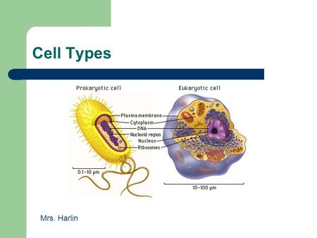 Cell Types Mrs. Harlin. 1.1.2 Compare prokaryotic and eukaryotic cells in terms of their general structures (plasma membrane and genetic material) and.