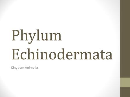 Phylum Echinodermata Kingdom Animalia.