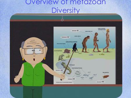 Overview of metazoan Diversity