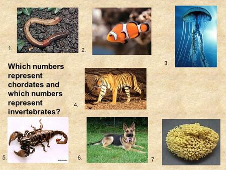 1. 2. 3. Which numbers represent chordates and which numbers represent invertebrates? 4. 5. 6. 7.