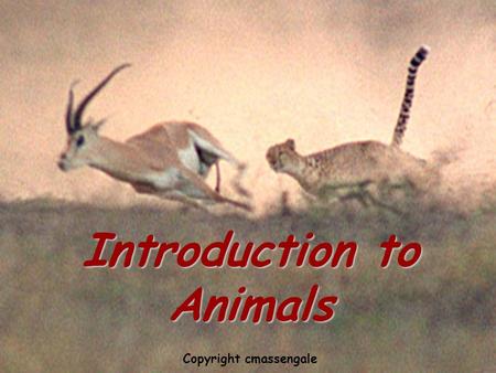 Introduction to animals Introduction to Animals Copyright cmassengale.