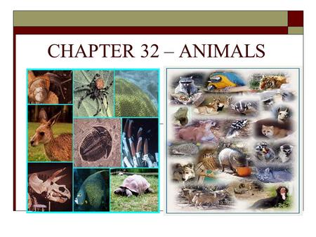 CHAPTER 32 – ANIMALS.