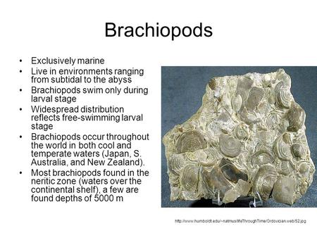 Brachiopods Exclusively marine