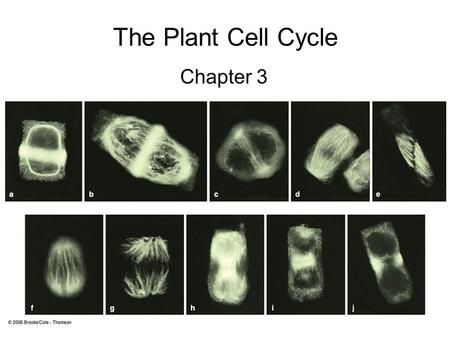 The Plant Cell Cycle Chapter 3. Nucleus DNA Replication Cytoskeleton.