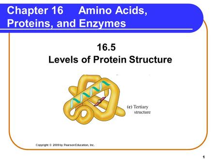 1 16.5 Levels of Protein Structure Chapter 16 Amino Acids, Proteins, and Enzymes Copyright © 2009 by Pearson Education, Inc.