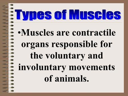 Types of Muscles Muscles are contractile organs responsible for the voluntary and involuntary movements of animals.