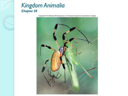 Kingdom Animalia Chapter 20. Kingdom Animalia Overview ◦ Heterotrophic, acquire food by ingestion ◦ Locomotion by means of muscles ◦ Multicellular, high.