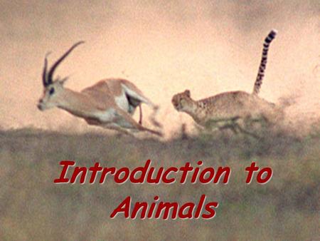 Introduction to animals Introduction to Animals. Characteristics of Animals All multicellular Eukaryotes Heterotrophs (take in food and internally digest.