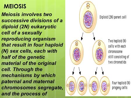 MEIOSIS Meiosis involves two successive divisions of a diploid (2N) eukaryotic cell of a sexually reproducing organism that result in four haploid (N)