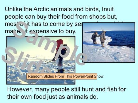 Unlike the Arctic animals and birds, Inuit people can buy their food from shops but, most of it has to come by sea or plane which makes it expensive to.