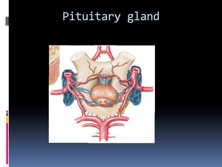 Pituitary gland.