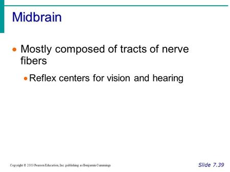 Midbrain Slide 7.39 Copyright © 2003 Pearson Education, Inc. publishing as Benjamin Cummings  Mostly composed of tracts of nerve fibers  Reflex centers.