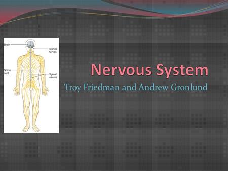 Troy Friedman and Andrew Gronlund. Functions of the Nervous System Sensory Neurons=receptors Detect changes inside and outside the body Convert the information.