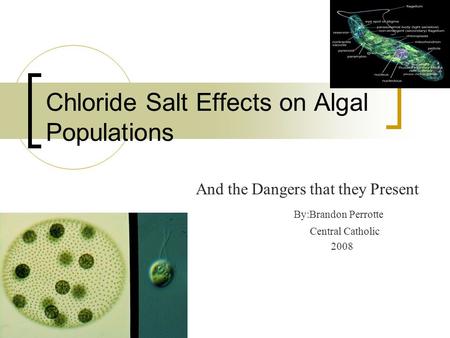 Chloride Salt Effects on Algal Populations And the Dangers that they Present By:Brandon Perrotte Central Catholic 2008.