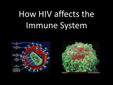 How HIV affects the Immune System. INTRODUCTION HIV attacks and kills crucial immune system cells, known as T-helper cells. Without T-helper cells many.