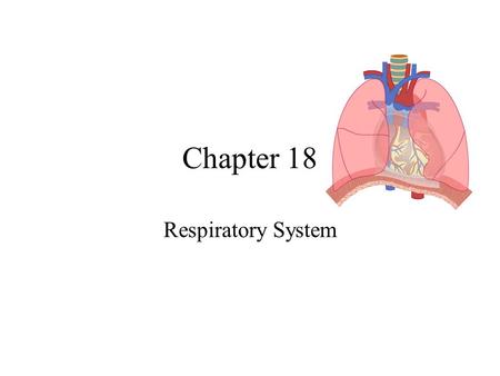 Chapter 18 Respiratory System.