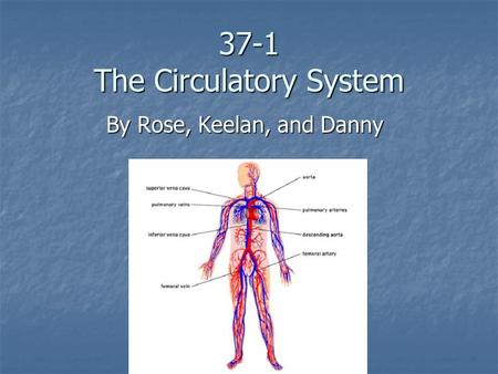 37-1 The Circulatory System