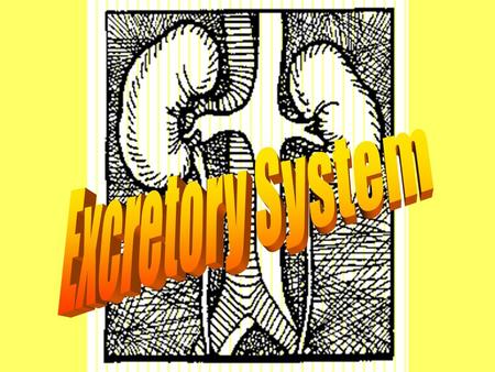 Today’s Agenda Return Papers Primary Components of the urinary system –Via video (partial) Kidney Anatomy –External features –Internal features.
