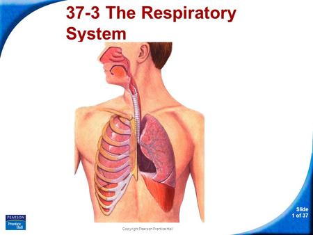 37-3 The Respiratory System