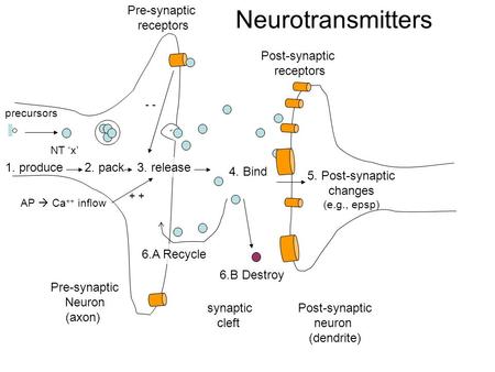 Pre-synaptic Neuron (axon) Post-synaptic neuron (dendrite) 1. produce precursors 2. pack 3. release 4. Bind 5. Post-synaptic changes (e.g., epsp) 6.A Recycle.