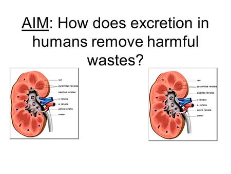 AIM: How does excretion in humans remove harmful wastes?
