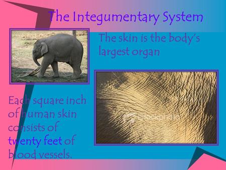 The Integumentary System The skin is the body’s largest organ Each square inch of human skin consists of twenty feet of blood vessels.
