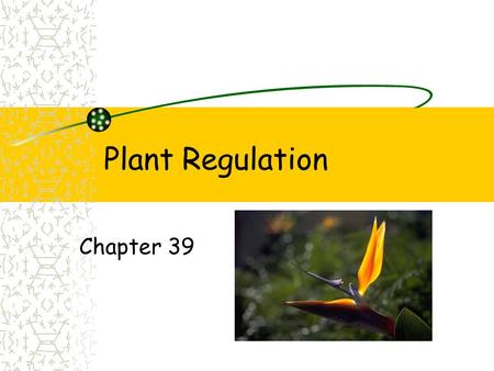 Plant Regulation Chapter 39. Plant growth Plants respond to environment Growth response to abiotic factors Water, wind and light.