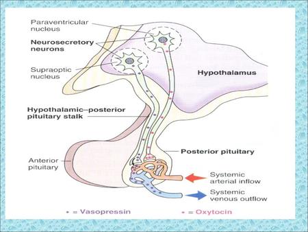 THE POSTERIOR PITUITARY GLAND