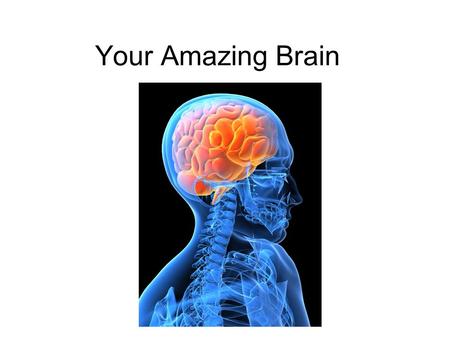 Your Amazing Brain.