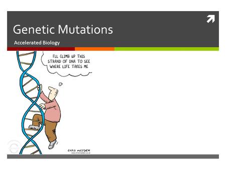  Genetic Mutations Accelerated Biology. What is a Mutation?  A mutation is a permanent change in the DNA sequence of a gene. Mutations in a gene's DNA.