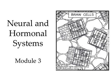 Neural and Hormonal Systems Module 3. History of Mind In 1800, Franz Gall suggested that bumps of the skull represented mental abilities. Phrenology Bettman/