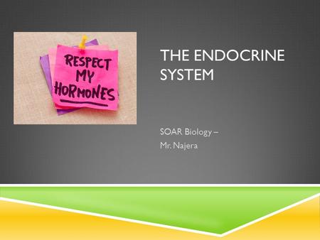 THE ENDOCRINE SYSTEM SOAR Biology – Mr. Najera. WHAT IS THE ENDOCRINE SYSTEM? Remember: A group of Organs & Glands make up a system. It Has two main functions: