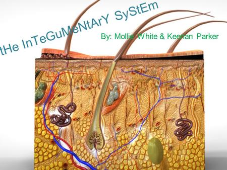 tHe InTeGuMeNtArY SyStEm By: Mollie White & Keenan Parker.