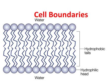 Cell Boundaries. I. Cell Membrane A. All cells are surrounded by a thin flexible barrier known as the cell membrane B. Cell membrane regulates what goes.