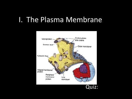 I. The Plasma Membrane Quiz:. 1. Controls what comes in and out of the cell. It is selectively permeable. Cell Membrane.