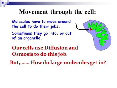 Movement through the cell: Molecules have to move around the cell to do their jobs. Sometimes they go into, or out of an organelle. Our cells use Diffusion.