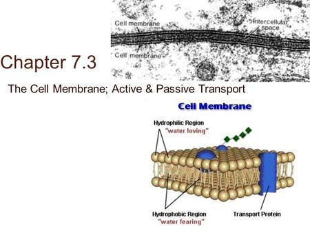 The Cell Membrane; Active & Passive Transport